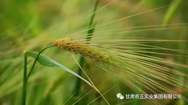 IM电竞(中国区)·官方网站