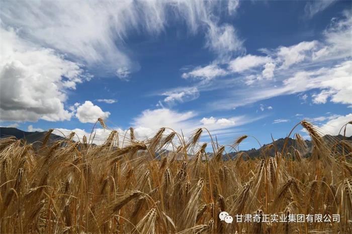 IM电竞(中国区)·官方网站